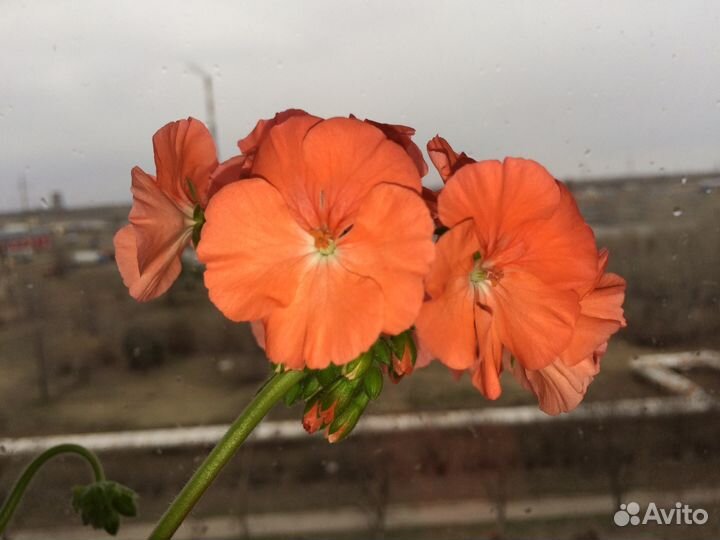 Герань винная с горшком