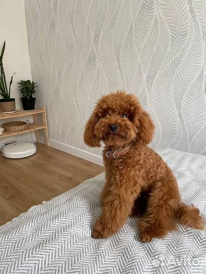 Вязка кобель красавчик той Пудель