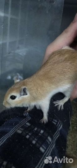 Монгольская песчанка и африканские