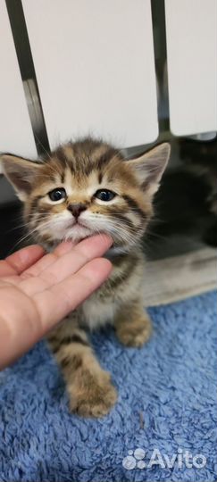 Продам шотландских котят