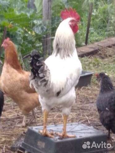 Петухи