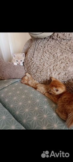 Кошка в дар бесплатно