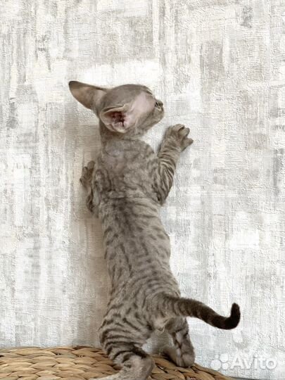 Котята девон-рекс