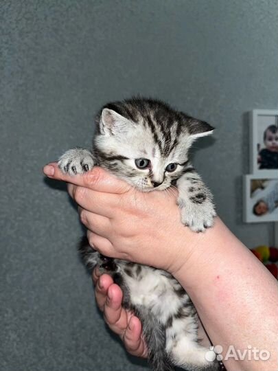 Шотландская