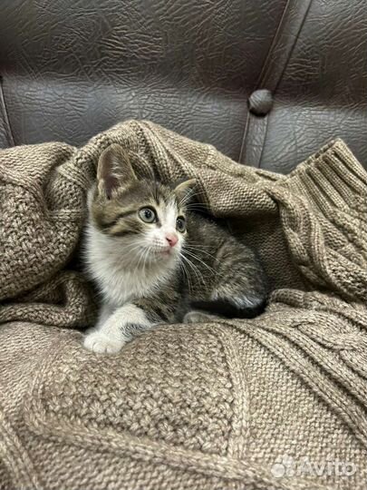 Котенок 4 месяца