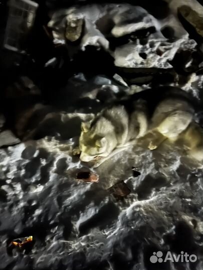 Добрая собака,заберите хозяева с ленина 46 б