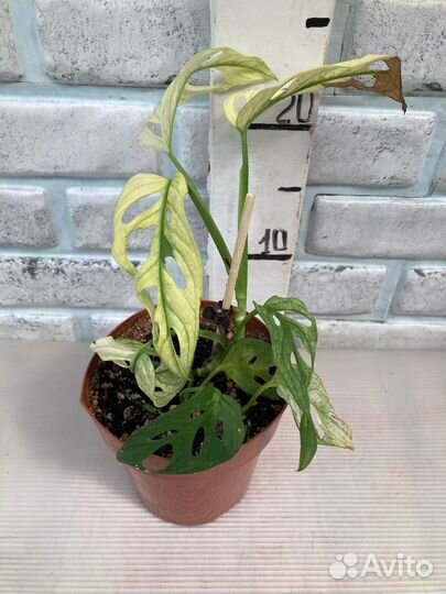 Монстера сортовая из питомника растений