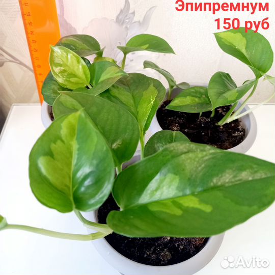 Эпипремнум/сциндапсус