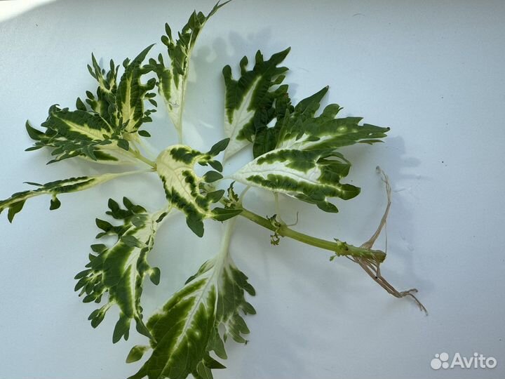 Комнатные цветы