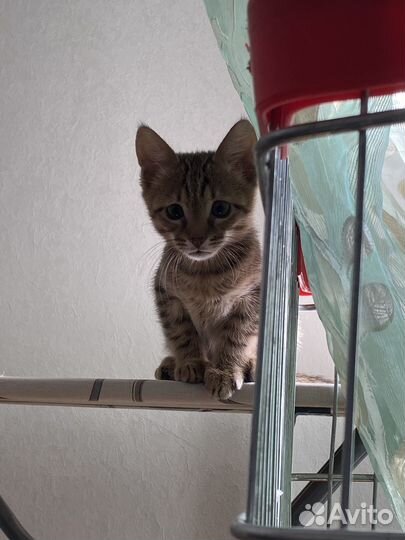 Отдам бесплатно