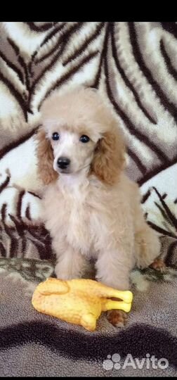 Щенки пуделя