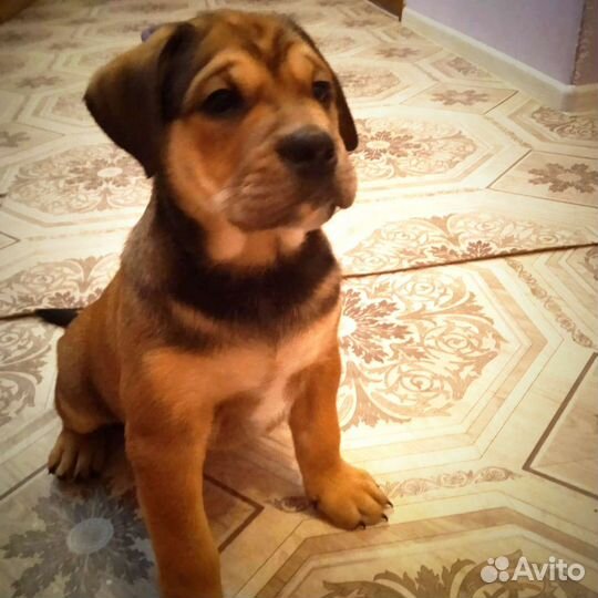 Щенки ка де бо