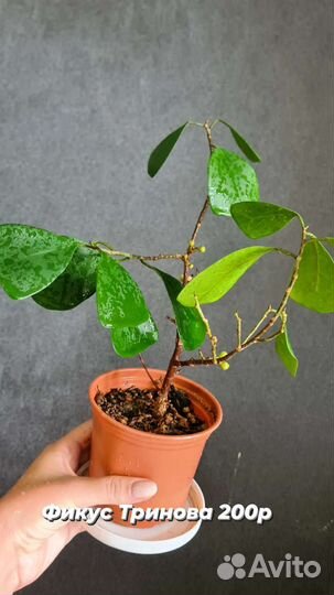 Фикус Тринова