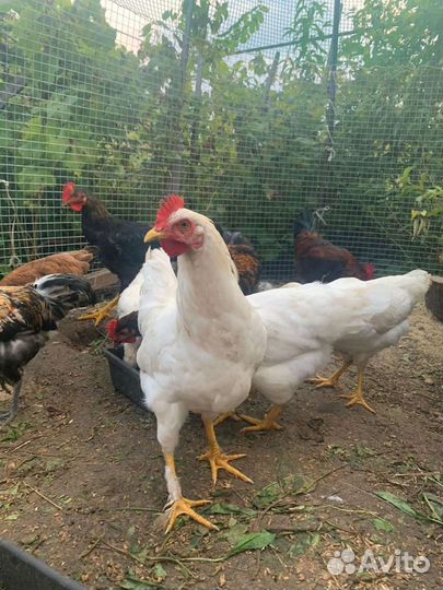 Куры мельфлеры