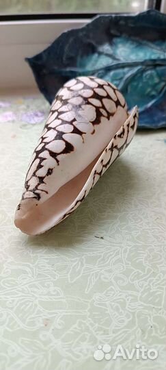 Морские раковины