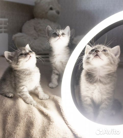 В добрые руки шотландские котята