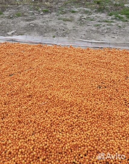 Облепиха свежая горная