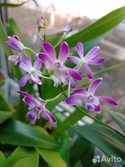 Орхидея дендробиум Кинга