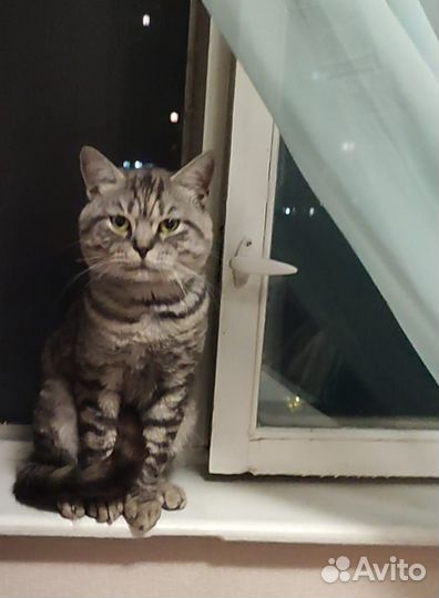 Кот британец ищет дом