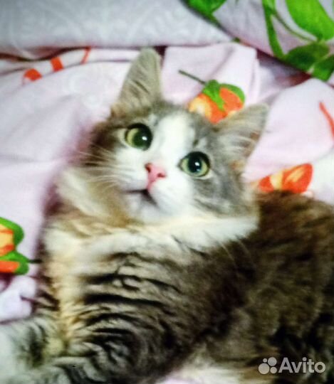 Котенок Василина