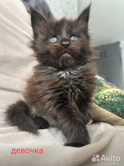 Котята мейн-кун