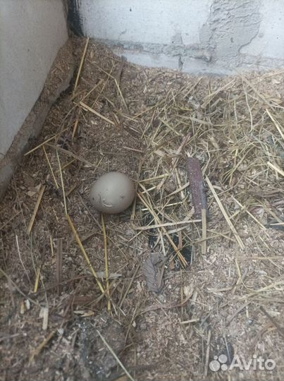 Яйцо фазана