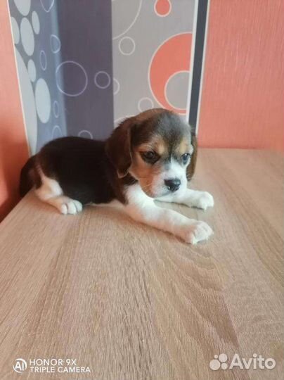 Щенки Бигль