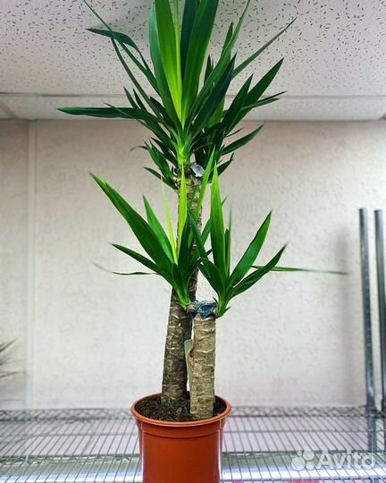 Юкка Элефантис или Юкка Слоновая средняя и большая