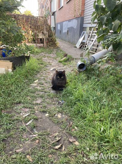 Котики ищут дом