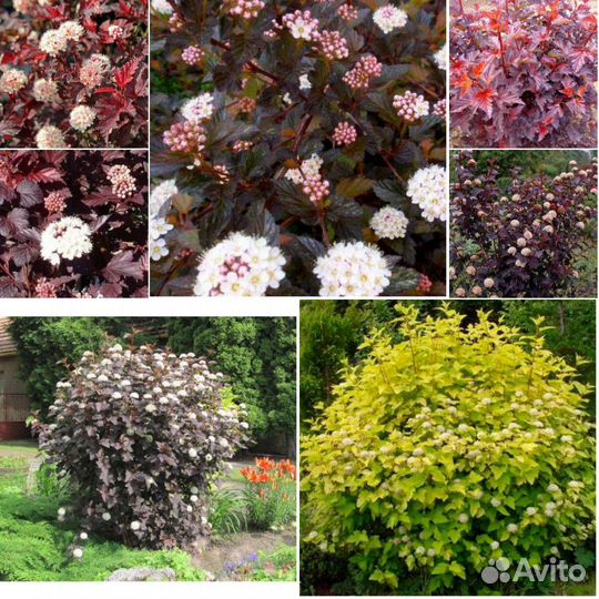 Пузыреплодники