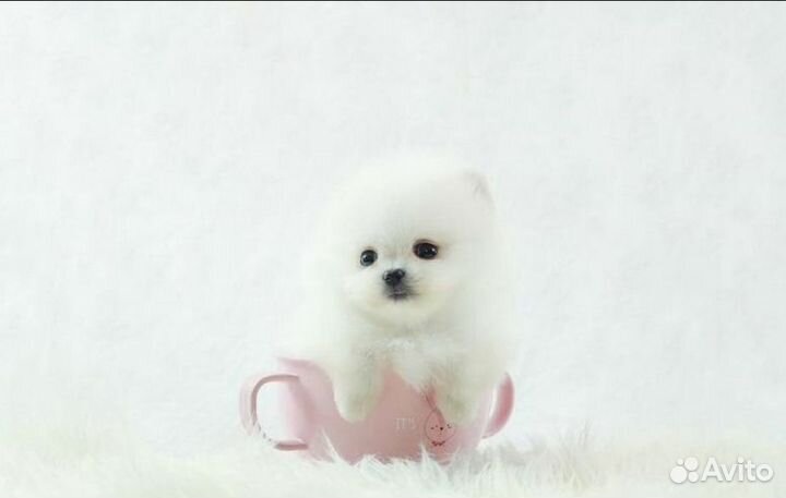 Самые маленькие померанцы