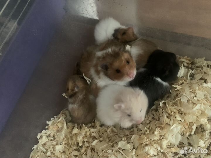 Длинношерстный сирийский хомяк