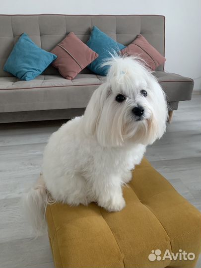 Мальтийская болонка вязка