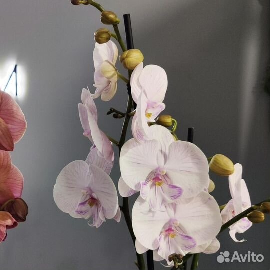 Орхидея фаленопсис