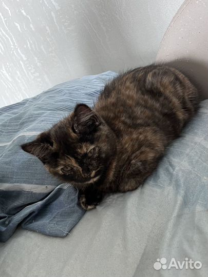 Кошка в дар бесплатно