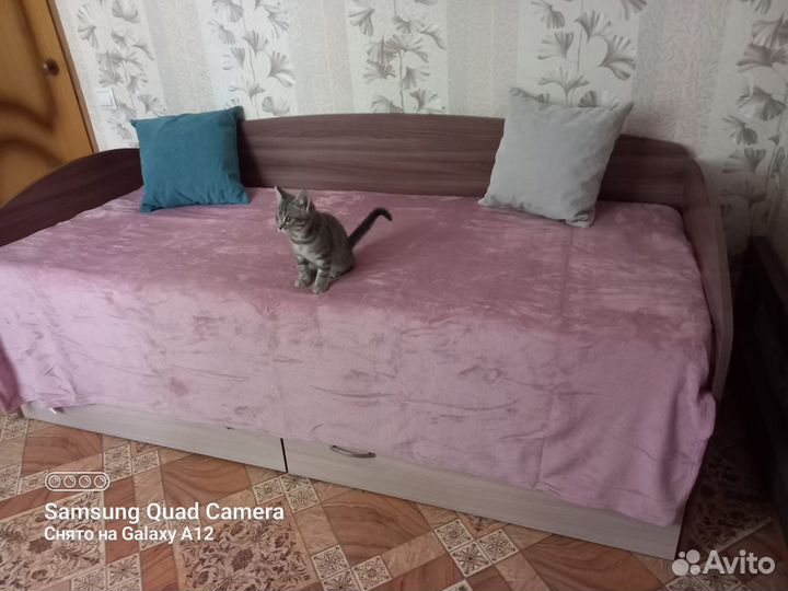 Котенок, кот подросток мальчик