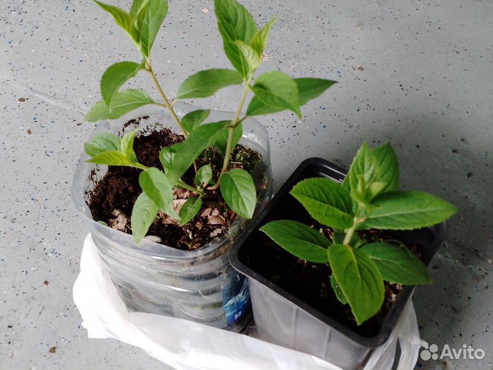 Гортензия метельчатая Бобо, Самарская Лидия