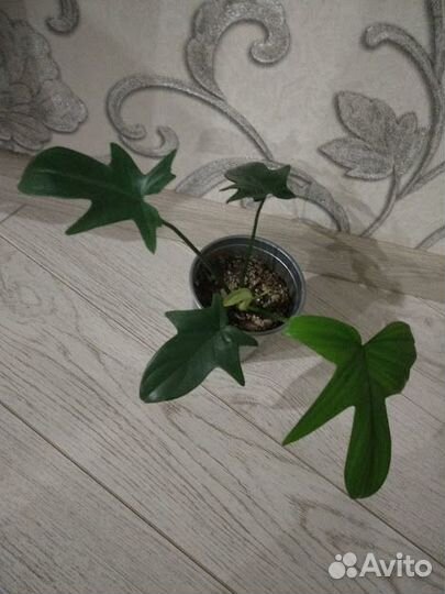 Лекарственные и домашние цветы