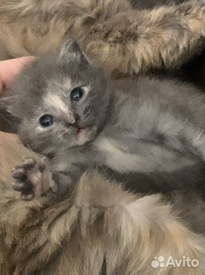 Кошки в добрые руки бесплатно