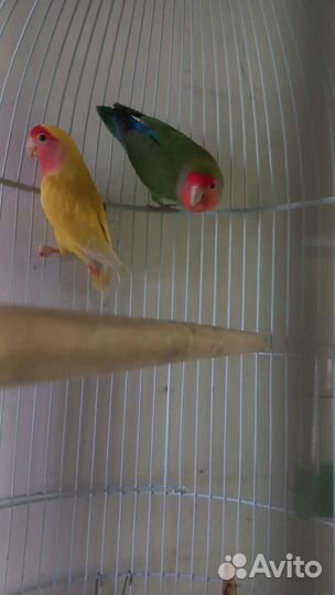 Попугай неразлучники с клеткой