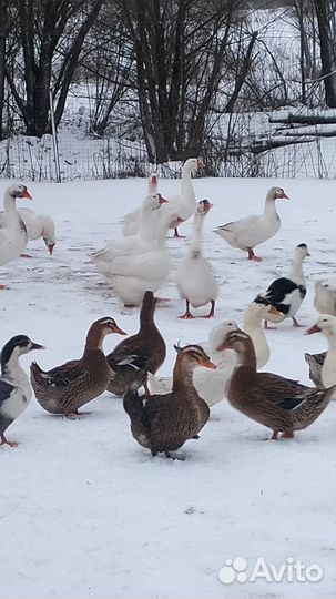 Гуси и утки на мясо или разведение