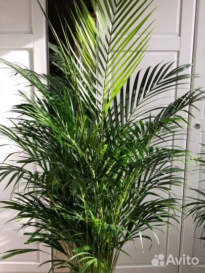 Пальма арека,комнатные рстения