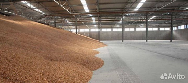 Пшеница фуражная оптом