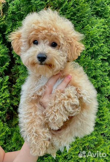 Девочка Мини Пушон / Мальтипу / Бишон