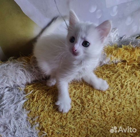 Котенок белый, 1.5 месяца девочка объявление продам