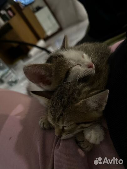 Котята в добрые руки