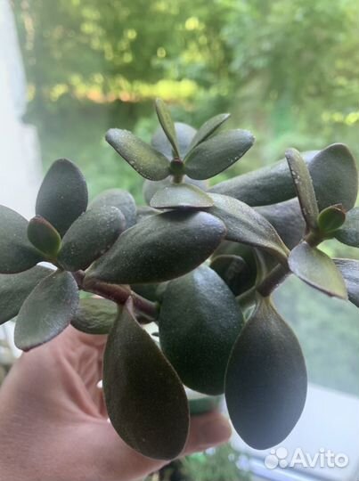 Толстянка отводка