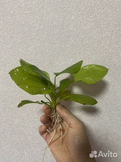 Эхинодорус