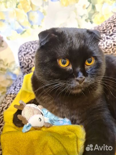 Вязка ищем кошку