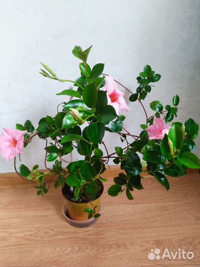 Дипладения